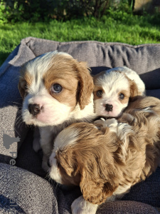 Zdjęcie №4. Sprzedam cocker spaniel amerykański, cocker spaniel angielski, springer spaniel angielski, springer spaniel walijski, irlandzki spaniel dowodny, hiszpański pies dowodny, mastif hiszpański, cavalier king charles spaniel, cavalier king charles spaniel, clumber spaniel, russian spaniel, spaniel tybetański w Ryga. prywatne ogłoszenie, od żłobka, hodowca - cena - 5262zł