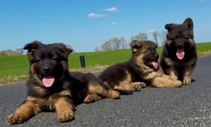 Zdjęcie №3. Owczarek niemiecki. Polska