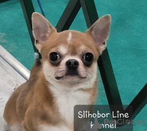 Zdjęcie №2 do zapowiedźy № 5526 na sprzedaż  chihuahua (rasa psów) - wkupić się Federacja Rosyjska prywatne ogłoszenie, hodowca