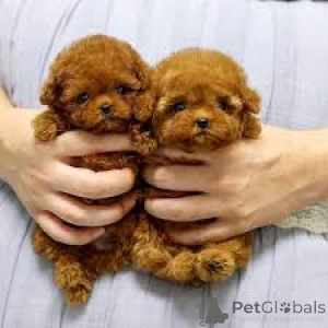 Zdjęcie №1. pudel (zabawka) - na sprzedaż w Wiedeń | 3348zł | Zapowiedź №165421