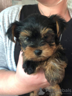 Zdjęcie №3. Śliczne szczenięta Yorkshire Terrier do adopcji. Niemcy