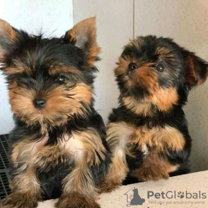 Zdjęcie №1. yorkshire terrier - na sprzedaż w Pando | 1172zł | Zapowiedź №63943