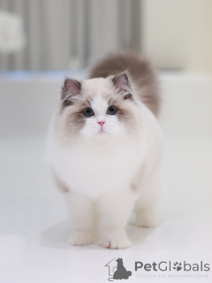 Zdjęcie №2 do zapowiedźy № 160076 na sprzedaż  ragdoll - wkupić się Szwajcaria prywatne ogłoszenie