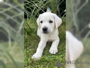 Zdjęcie №3. Piękny Labrador Puppy z papierami. Niemcy