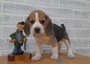 Zdjęcie №1. beagle (rasa psa) - na sprzedaż w Grodno | 882zł | Zapowiedź №42469