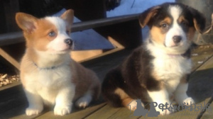Zdjęcie №1. welsh corgi - na sprzedaż w Mińsk | negocjowane | Zapowiedź №175645
