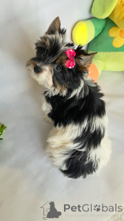 Zdjęcie №2 do zapowiedźy № 160376 na sprzedaż   - wkupić się Gruzja hodowca