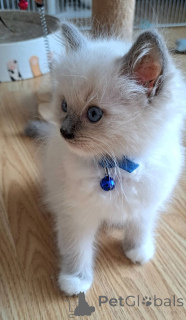 Zdjęcie №1. ragdoll - na sprzedaż w Hamminkeln | 1674zł | Zapowiedź № 174766