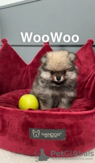 Zdjęcie №3. Зареєстрований померанський шпіц KC 1 дівчинка та 1 хлопик. Kazachstan