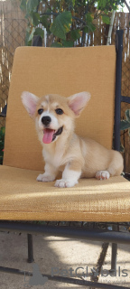 Dodatkowe zdjęcia: Pembroke Welsh Corgi szczenięta