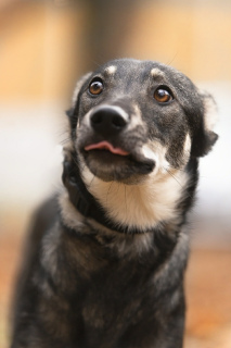 Zdjęcie №1. pies nierasowy - na sprzedaż w Москва | Bezpłatny | Zapowiedź №5762