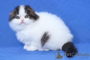 Zdjęcie №3. Piękne, wesołe i pewne siebie kocięta Scottish Fold. Finlandia