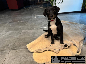 Zdjęcie №4. Sprzedam pies nierasowy w Москва.  - cena - Bezpłatny