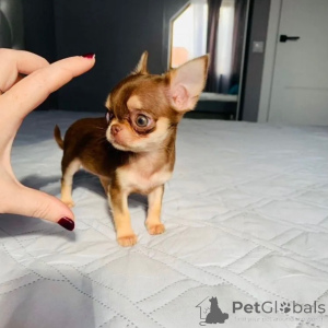 Zdjęcie №3. D'adorables chiots Chihuahua cherchent un foyer aimant !. Francja