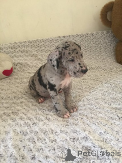 Zdjęcie №2 do zapowiedźy № 133076 na sprzedaż  dog niemiecki - wkupić się Holandia prywatne ogłoszenie