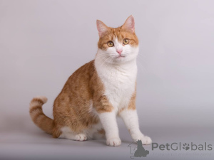 Zdjęcie №2 do zapowiedźy № 161799 na sprzedaż   - wkupić się Federacja Rosyjska ze schronu