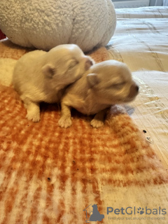 Zdjęcie №2 do zapowiedźy № 126702 na sprzedaż  szpic miniaturowy - wkupić się USA 