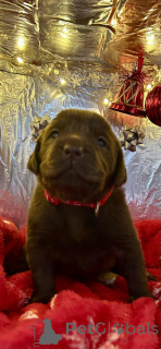 Zdjęcie №3. Oszałamiające 5-gwiazdkowe labradory czekoladowe. Belgia