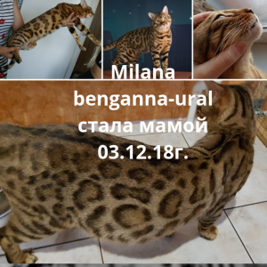 Zdjęcie №4. Sprzedam kot bengalski w Orenburg. hodowca - cena - 5118zł