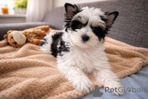 Zdjęcie №1. yorkshire terrier biewer - na sprzedaż w Oulu | 1674zł | Zapowiedź №167365