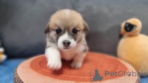 Zdjęcie №3. Elitarne szczenięta. Federacja Rosyjska