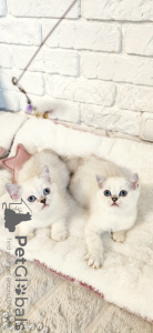 Zdjęcie №4. Sprzedam scottish straight w Czerkasy. od żłobka - cena - 1585zł