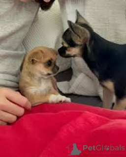 Zdjęcie №2 do zapowiedźy № 165951 na sprzedaż  chihuahua (rasa psów) - wkupić się Portugalia prywatne ogłoszenie, hodowca