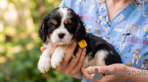 Zdjęcie №2 do zapowiedźy № 176477 na sprzedaż  cavalier king charles spaniel - wkupić się Serbia hodowca