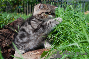 Zdjęcie №3. Kot egzotyczny. Białoruś