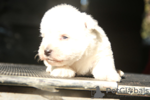 Zdjęcie №4. Sprzedam west highland white terrier w Москва. prywatne ogłoszenie, od żłobka, hodowca - cena - 5157zł