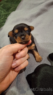 Zdjęcie №1. yorkshire terrier biewer, yorkshire terrier - na sprzedaż w Dyneburg | 2870zł | Zapowiedź №139032