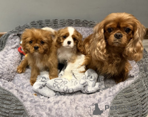Zdjęcie №1. cavalier king charles spaniel - na sprzedaż w Bad Wildungen | negocjowane | Zapowiedź №169600