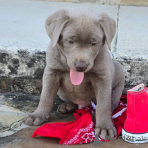 Zdjęcie №3. Pies labrador retriever, 7 tygodni Gotowy do 30 marca. Niemcy