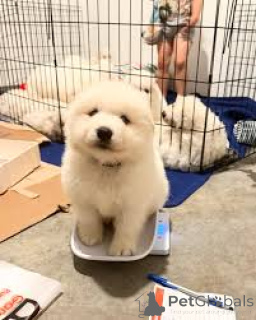 Zdjęcie №1. samojed (rasa psa) - na sprzedaż w Bruksela | 3348zł | Zapowiedź №162606