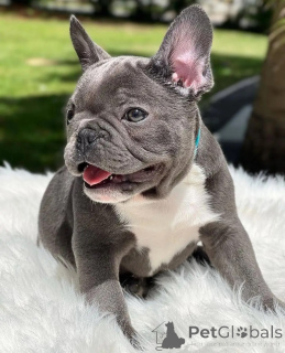 Zdjęcie №3. Miłość na początku prycie! Poznaj nasze szczenięta buldoga francuskiego. Niemcy