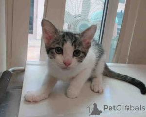 Zdjęcie №2 do zapowiedźy № 163570 na sprzedaż   - wkupić się Polska 