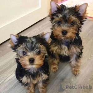 Zdjęcie №1. yorkshire terrier - na sprzedaż w Berlin | 3109zł | Zapowiedź №161862