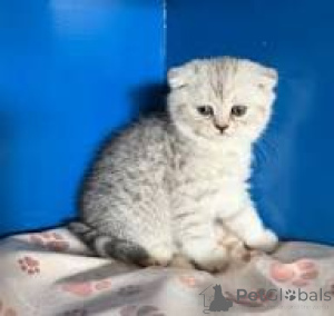 Zdjęcie №2 do zapowiedźy № 166613 na sprzedaż  scottish fold - wkupić się Belgia prywatne ogłoszenie, hodowca