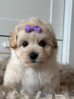 Zdjęcie №3. Maltipoo F1. Niemcy