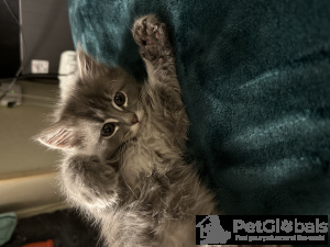 Zdjęcie №1. kot domowy - na sprzedaż w Portland | 356zł | Zapowiedź № 134078