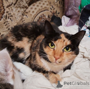 Zdjęcie №4. Sprzedam  w Mińsk. ze schronu - cena - Bezpłatny