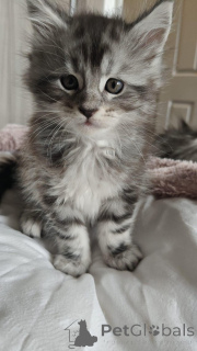 Zdjęcie №2 do zapowiedźy № 145312 na sprzedaż  maine coon - wkupić się Niemcy prywatne ogłoszenie