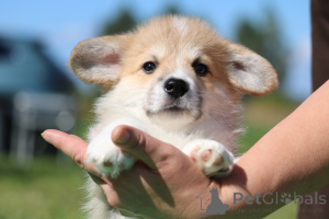 Zdjęcie №2 do zapowiedźy № 174764 na sprzedaż  welsh corgi - wkupić się Białoruś prywatne ogłoszenie