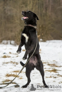 Zdjęcie №4. Sprzedam pies nierasowy w Москва. prywatne ogłoszenie - cena - Bezpłatny