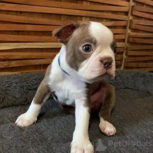 Zdjęcie №3. Boston Terrier jest używany. Austria