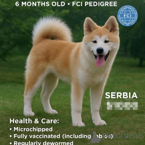 Zdjęcie №2 do zapowiedźy № 69446 na sprzedaż  akita (rasa psa) - wkupić się Serbia hodowca