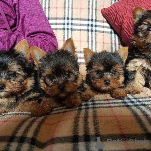 Zdjęcie №1. yorkshire terrier - na sprzedaż w Hamburg | negocjowane | Zapowiedź №154048