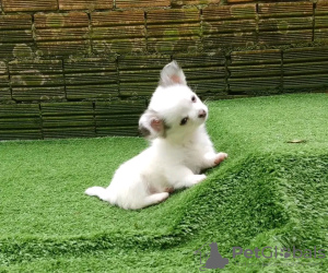 Zdjęcie №2 do zapowiedźy № 132046 na sprzedaż  chihuahua (rasa psów) - wkupić się Serbia hodowca