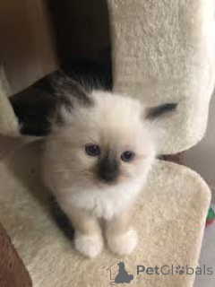 Zdjęcie №4. Sprzedam kot birmański w Tampere. prywatne ogłoszenie, hodowca - cena - 2774zł