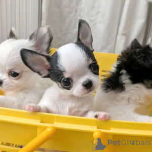 Zdjęcie №1. chihuahua (rasa psów) - na sprzedaż w Barcelona | negocjowane | Zapowiedź №160551